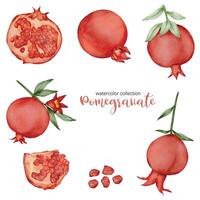 granaatappel in fruit aquarel collectie platte vector