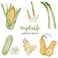 culinaire kruiden groenten in aquarel collectie platte vector