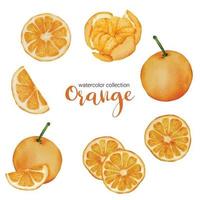 sinaasappel in fruit aquarel collectie platte vector op witte achtergrond