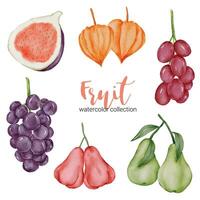 mix fruit in aquarel collectie platte vector op witte achtergrond