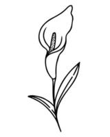 enkele calla bloem hand tekenen vectorillustratie vector