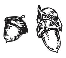 schets clip art van eikels. doodles van herfst Woud oogst. hand- getrokken vector illustratie geïsoleerd Aan wit achtergrond.