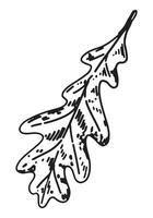 schets clip art van eik blad. tekening van herfst plantkunde attribuut. hand- getrokken vector illustratie geïsoleerd Aan wit achtergrond.