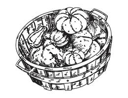 schets clip art van mand met pompoenen. tekening van herfst agrarisch oogst. hand- getrokken vector illustratie geïsoleerd Aan wit achtergrond.