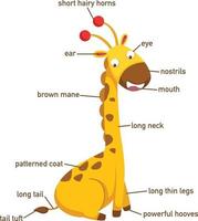 illustratie van giraffe woordenschat deel van body.vector vector