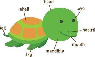 illustratie van schildpad woordenschat onderdeel van body.vector vector