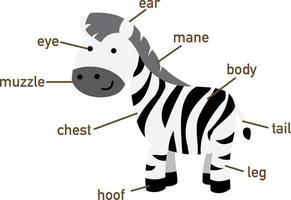 illustratie van zebra-vocabulaire onderdeel van body.vector vector