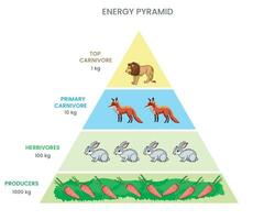 energie piramide of voedsel piramide shows energie stromen door trofisch niveaus, afnemend met elk overdracht vector