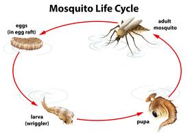 De levenscyclus van een mug vector