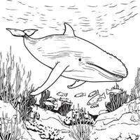 gebochelde walvis kleur bladzijde vector