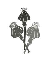 papaver peulen zaden in monochroom , reeks hand- getrokken tekening, geïsoleerd, wit achtergrond. vector