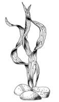 zeewier en zeebedding stenen. vector illustratie van algen in lijn kunst stijl Aan geïsoleerd achtergrond. schets onderwater- tekening van oceaan verdieping voor icoon of logo. marinier flora geschilderd door zwart inkten