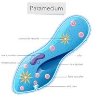 Een parameciumdiagram op witte achtergrond vector