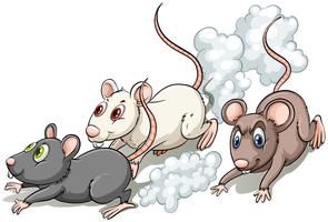 Drie ratten vector