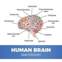 menselijk brein anatomie samenstelling vectorillustratie vector