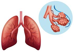 menselijke anatomie van menselijke long vector