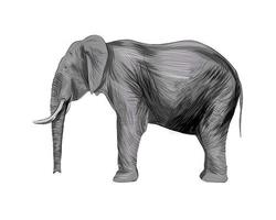 olifant van een scheutje aquarel, gekleurde tekening, realistisch. vectorillustratie van verf vector