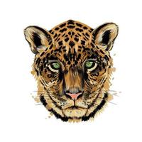jaguar, luipaard hoofd portret van een scheutje aquarel, gekleurde tekening, realistisch. vectorillustratie van verf vector