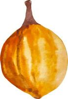 aquarel oranje pompoen geïsoleerd op wit hand getrokken herfst clipart vector