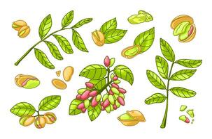 pistache fabriek boom set. gezond noten. botanisch vector illustratie in helder hand- tekening stijl. rauw schil, blad, zaad, tak, notedop. vegetarisch eetpatroon biologisch voedsel elementen. zout geschild tussendoortje.