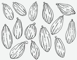 doodle freehand schets tekening van cacao fruit collectie. vector