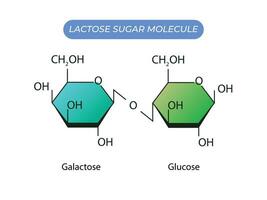 lactose suiker molecuul. glucose en galactose vector