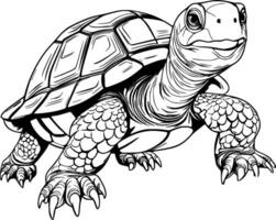 realistisch schildpad vector illustratie