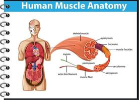 menselijke spieranatomie met lichaamsanatomie vector