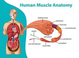 menselijke spieranatomie met lichaamsanatomie vector