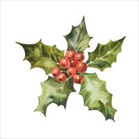 waterverf illustratie hulst. hand- geschilderd hulst Afdeling met rood BES, vector. Kerstmis botanisch klem kunst voor ontwerp, decor of afdrukken vector