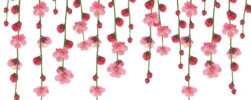 hangende takken van sakura Aan een wit achtergrond. ontwerper kers bloesem banier met vervagen effect. realistisch vector grafiek van roze bloemen.