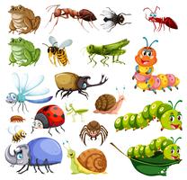 Verschillende soorten insecten vector