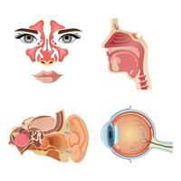 intern menselijk organen. anatomisch onderdelen van de menselijk lichaam, brein, maag, neus, oor. tekenfilm urine- systeem, schildklier klier. vector reeks van organen.