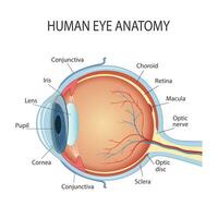 anatomisch diagram van de menselijk oog. kruis sectie van een zin orgaan met allemaal de belangrijk componenten zo net zo de lens, leerling, oog kamer, netvlies, optiek zenuw, en iris huid vector