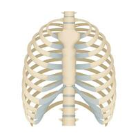 botten van de menselijk borst. skelet- systeem voor een geneeskunde poster. vector