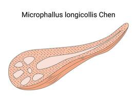microfallus longicollis chen ontwerp vector illustratie