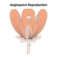 angiosperm reproductie vector ontwerp illustratie