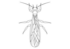zwart en wit steenvlieg insect clip art vector geïsoleerd Aan wit achtergrond. kleur bladzijde van een steenvlieg insect