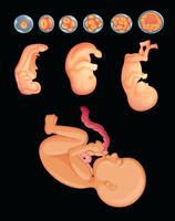 Diagram dat toont hoe baby groeit tijdens de zwangerschap vector