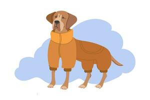 schattig honden in warm winte kostuum. vlak vector illustratie geïsoleerd Aan wit achtergrond