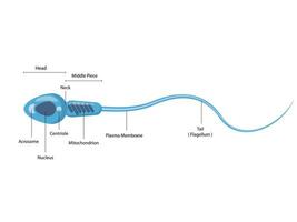 zaadcel mannetje cel structuur diagram schematisch. medisch wetenschap leerzaam vector