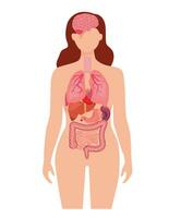 menselijke anatomie interne organen set met hersenen, longen, darm, hart, nier, pancreas, milt, lever en maag. vector geïsoleerde illustratie