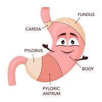 menselijk maag anatomie. tekenfilm maag karakter met gezicht. medisch leerzaam diagram vector