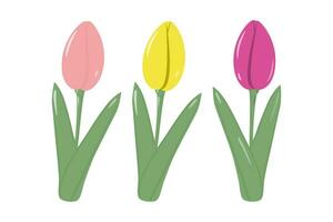 reeks van 3 kleurrijk voorjaar bloeiend tulpen in modieus tinten van zacht roze, helder geel en karmozijn vector