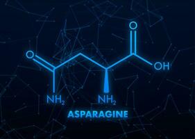 moleculair biologie. asparagine l asparagine , asn, n amino zuur molecuul. vector illustratie.