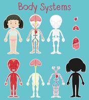 Diagram met meisje en lichaamssysteem vector