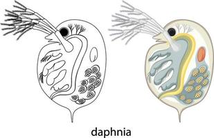 daphnia in kleur en doodle op witte achtergrond vector