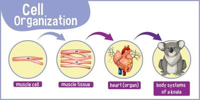 diagram met celorganisatie in een koala vector