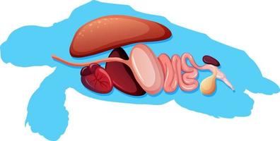 interne anatomie van schildpad met organen vector