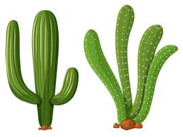 Twee soorten cactusplanten vector